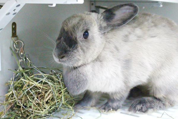 你是愛兔一族嗎？快來內湖愛兔之家找尋你的新家人吧！　何宜/攝