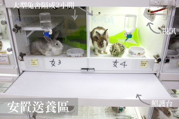 目前協會有寵物兔安置送養區，民眾可以摸摸兔子，但不能抱出來喔！　何宜/攝