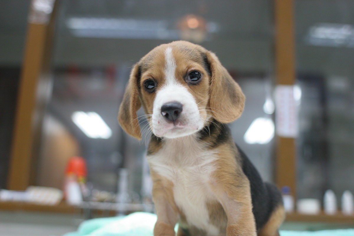 10月下旬被狠心飼主從五樓丟下的米格滷小狗「滷蛋」,小小的身軀才不到1.5公斤。 新北動保處/提供