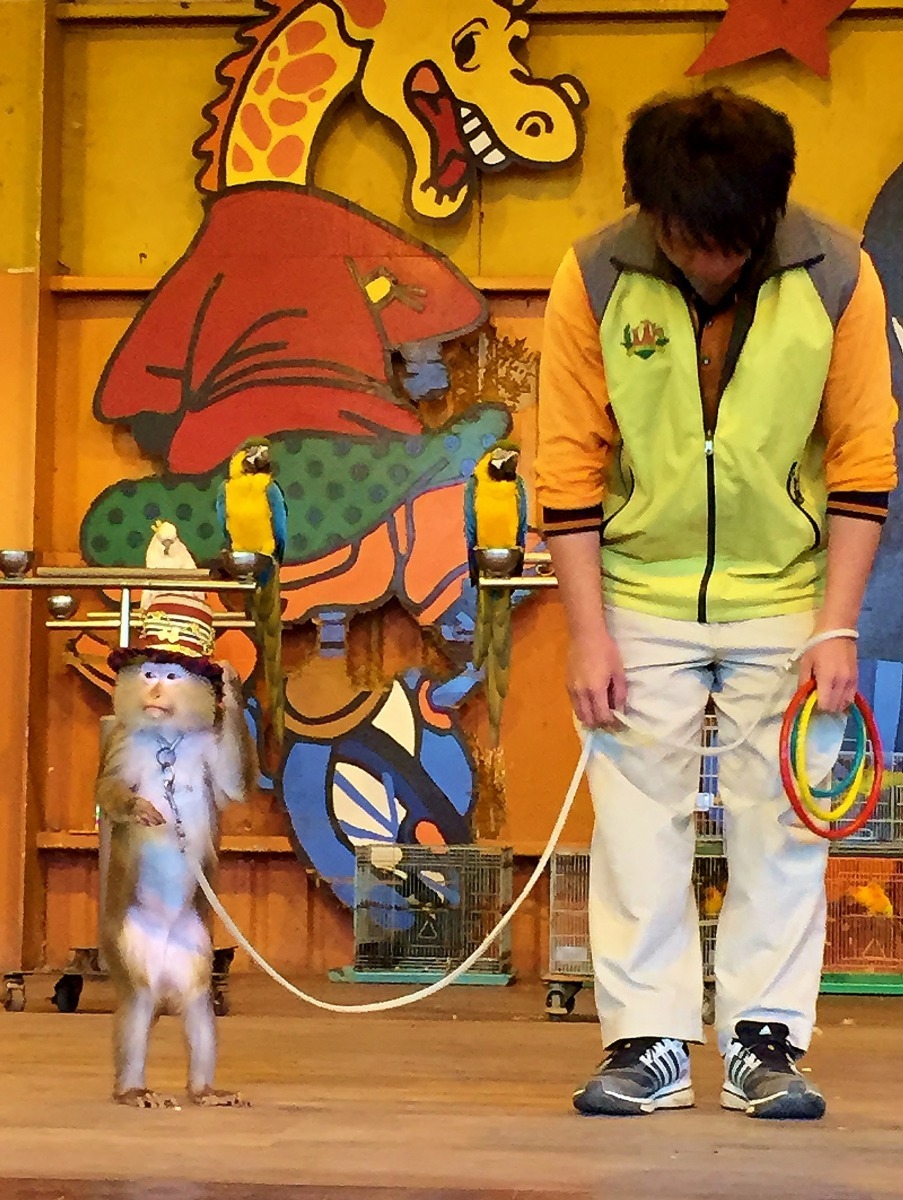 頑皮世界野生動物園馴獸師與食蟹猴結束套圈圈表演，向觀眾鞠躬。  王怡蓁/攝