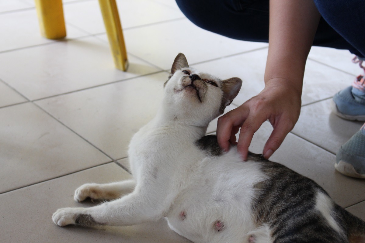 動物保護法修正草案在2年前通過後,法律規定飼主要強制替寵物絕育,但這項新規定要如何讓台灣上上下下的飼主都得知?此為示意圖。 何宜/攝