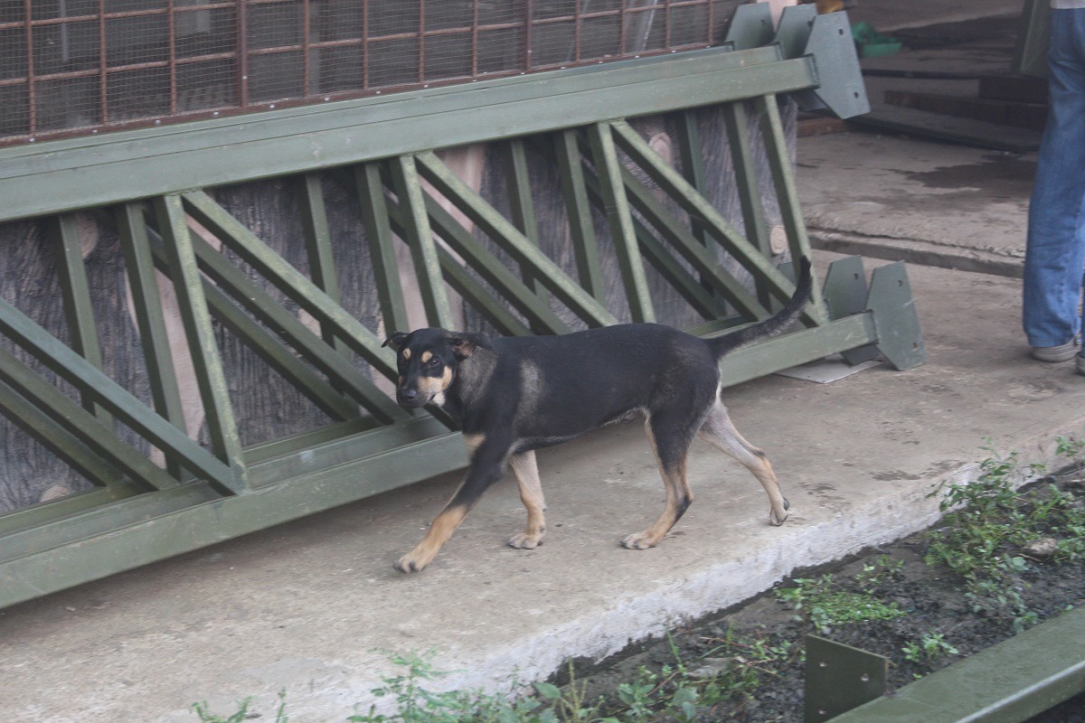 當全台灣都在努力宣導動物保護觀念時,你能想像在同一個島嶼上,卻有過著截然不同生活的寵物嗎?此為示意圖。 何宜/攝