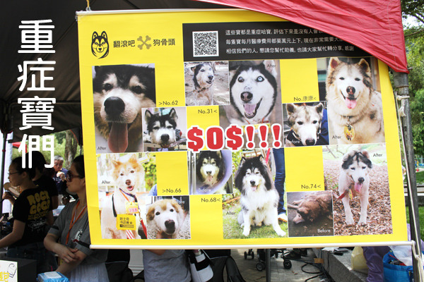 社團中有部分救援後發現罹患重病的哈寶們,每月需花上萬元醫療費用,也因此影響救援的腳步。 何宜/攝