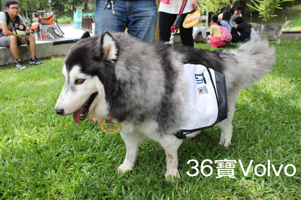 主人彭先生去年9月領養的36寶，當天也前往參加台北的握手會，彭先生目前也負責中途81寶。　何宜/攝