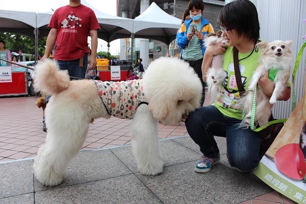 家暴的樣態相當多元，若施暴人虐待被害人的寵物，也算是一種精神暴力！示意圖。　何宜/攝