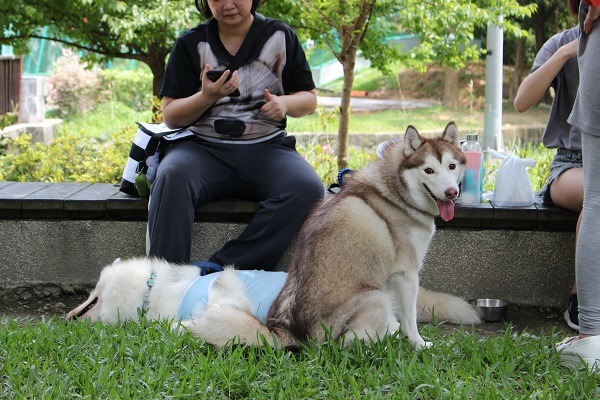 「嗯~你在看我嗎?可以靠近一點喔!」圖為參加翻滾吧狗骨頭社團北部握手會的哈士奇。 何宜/攝