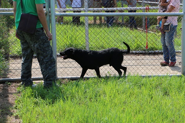 一對一互動與自由互動時間,狗狗們相當開心。 何宜/攝