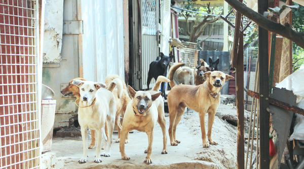 八里狗園的每個孩子都被阿姨養得白白胖胖、頭好壯壯，想要當志工或領養一隻都很歡迎喔！　何宜/攝