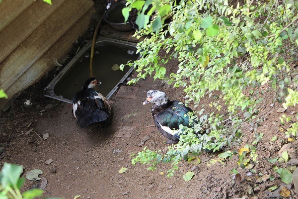 往在八里狗園的紅面番鴨,可以安享天年到終老。 何宜/攝