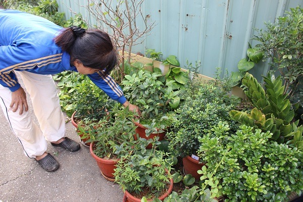 每一株綠油油的植物,都是阿姨內心放不下的狗兒們。 何宜/攝