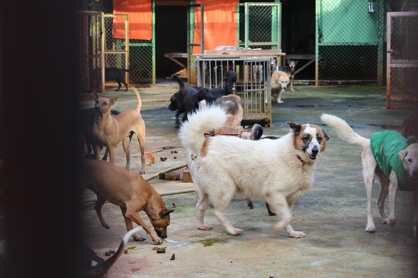 140位狗小孩、狗學生,每一個都是狗園負責人鄭文春阿姨的心中寶。 何宜/攝