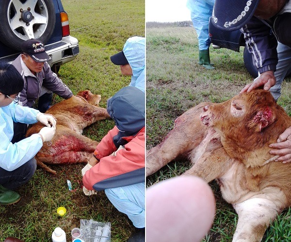 澎湖縣家畜疾病防治所所長郭仁政表示，一個月內往往會接到4-5件通報，圖為農民的小牛遭狗攻擊。　澎湖縣防治所/提供