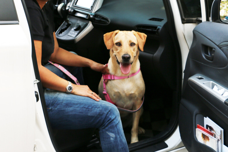 大型狗應該要學會乖乖坐在車子裡，建議前座座位可以推到最後，才有空間容納。　李娉婷/攝