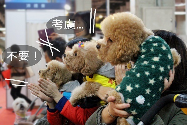 政府提出規劃寵物相關稅收議題，開放公民提出多元意見，將列入未來規劃參考。（此為示意圖）　江幸芸/攝