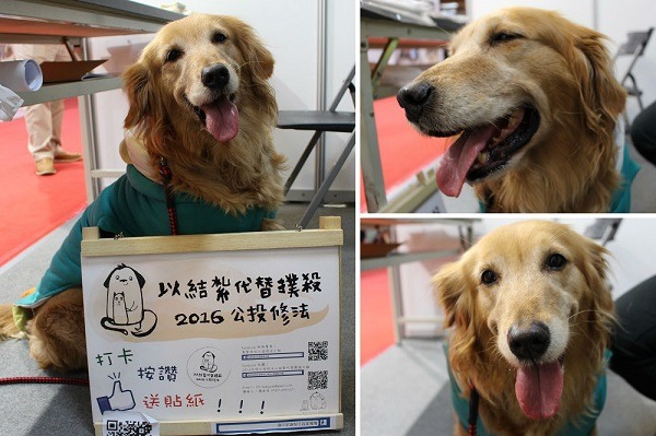 東東據說常常到其他攤位閒逛，貪吃的牠很會聽從指令！　李娉婷/攝