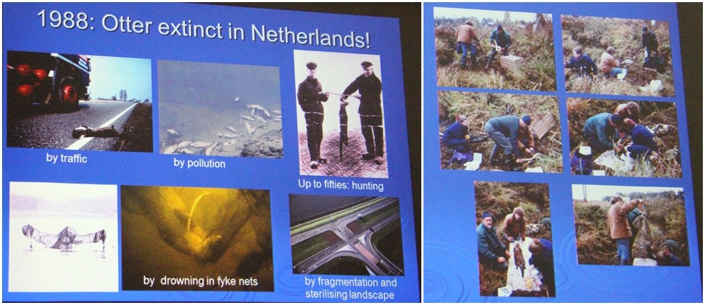 1988年歐亞水獺曾在荷蘭滅絕(圖左為原因)、而荷蘭水獺基金會展開再引入計畫(圖右為誘捕野生水獺)。 翻攝自投影片
