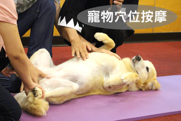 寵物穴位對一般人而言較艱深,臨床治療常用的為十總穴。 江幸芸/攝