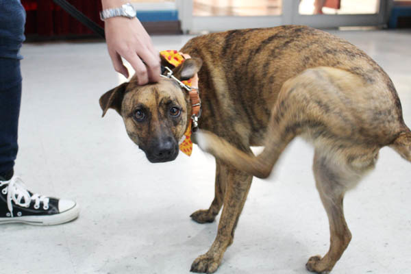 卡莉小時候是放養野犬，所以在變成家犬時會產生一些行為問題。　何宜/攝