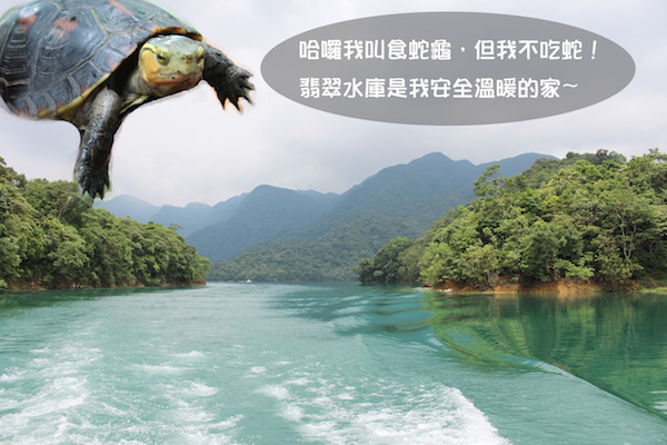 翡翠水庫是少見低海拔擁有豐富生態的地方。  何宜/攝  文/設計對白