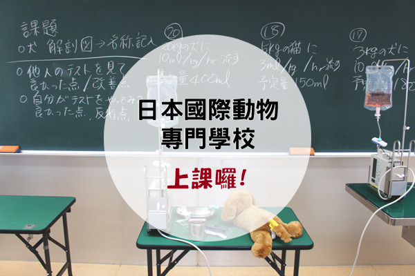 專門設立動物相關學系的短期大學，100%就業率吸引不少學生就讀。圖為動物看護師上課現場，都有實際點滴等器具供學生模擬操作。　何宜/攝