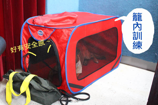 卡莉媽說卡莉接受過籠內訓練，所以會依據場合準備軟籠子，讓卡莉可以很放鬆的待在籠子內。　何宜/攝