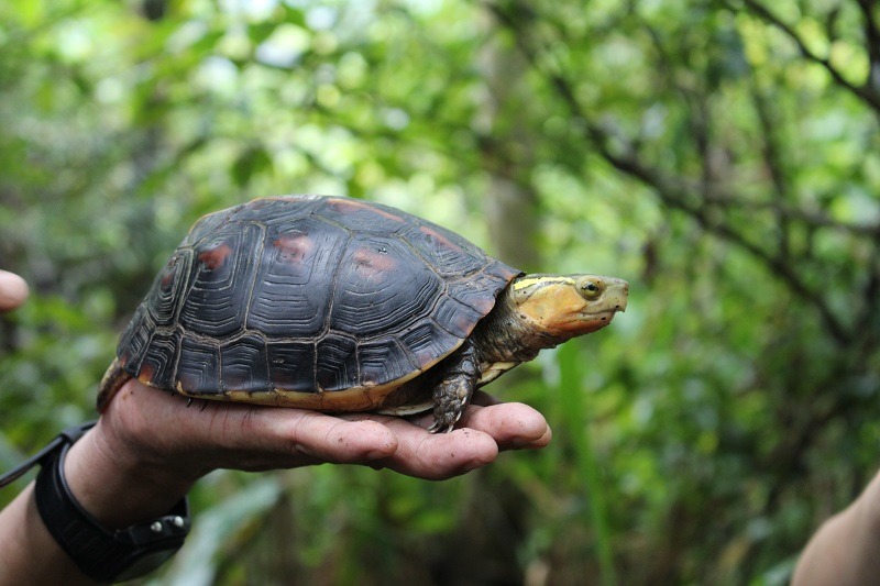 食蛇龜的歸家路迢迢，需先從喚起一般大眾對牠的認識開始。　何宜/攝