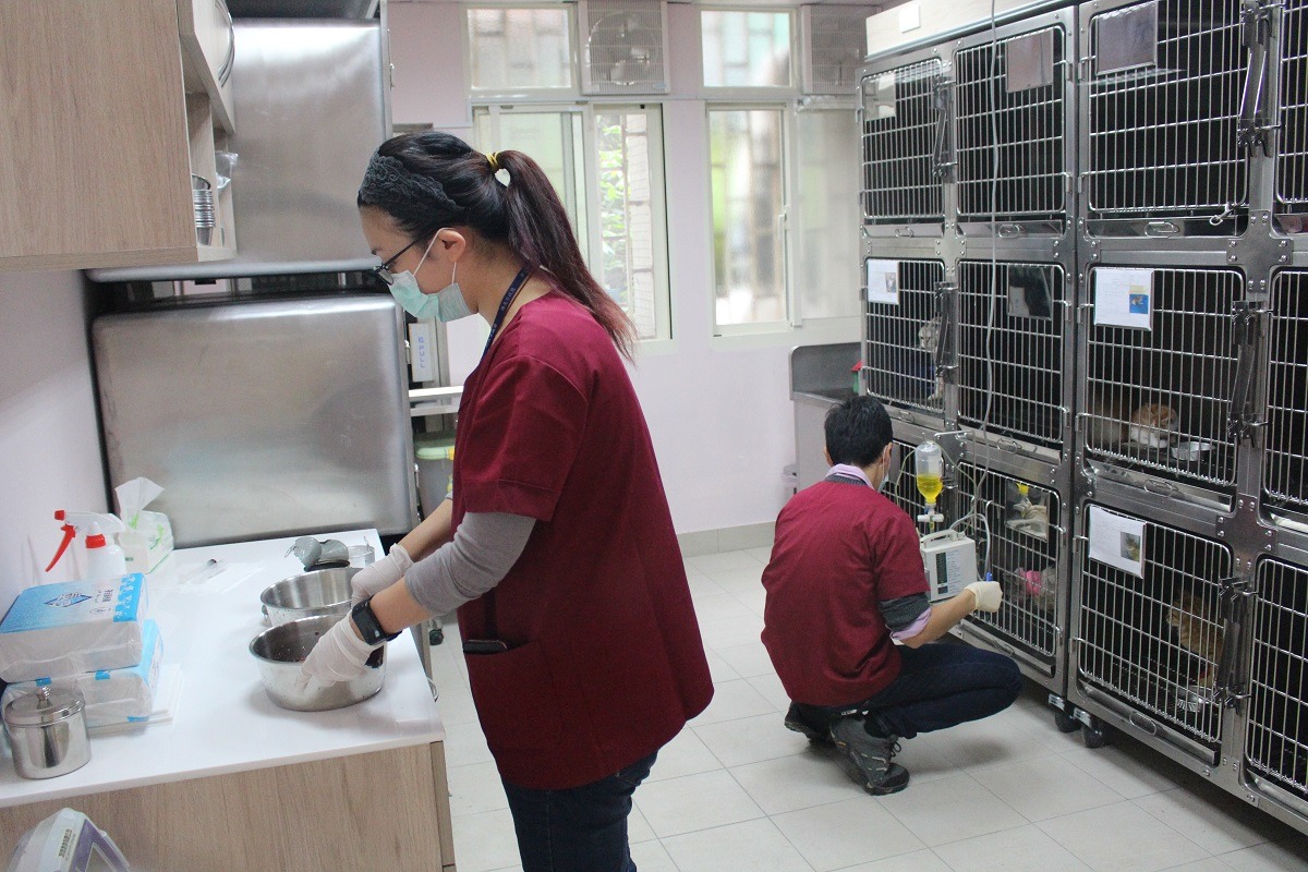 新北市動保處動物救援也不打烊，不過動物之家春節期間會暫停對外開放。圖為新北市動保處毛寶貝醫療中心病房。 示意圖（黃靖雅/攝）