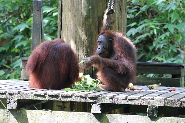 維基百科資料記載，婆羅洲的紅毛猩猩數量約剩下5萬5千隻左右。（圖為庇護所內餵食時段出來用餐的紅毛猩猩）　黃慶榮/攝