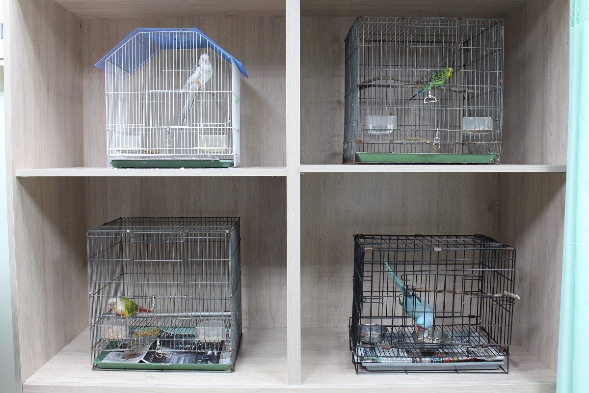 台北市動保處去年動物救援案件中，有不少比例是鳥類。圖為新北市動保處毛寶貝醫療中心病房。 示意圖（黃靖雅/攝）