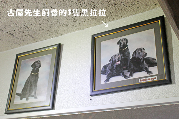 古屋先生相當喜歡黑色拉不拉多狗，寵物旅館也以其中一隻狗的名字Knight命名。　何宜/攝