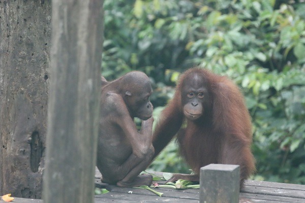 紅毛猩猩幼兒的戶外訓練場所，在這裡可以看到牠們練習攀爬等姿態。　黃慶榮/攝
