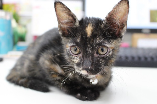 貓咪因為體質特殊，許多手術方式都和狗狗不同。　何宜/攝