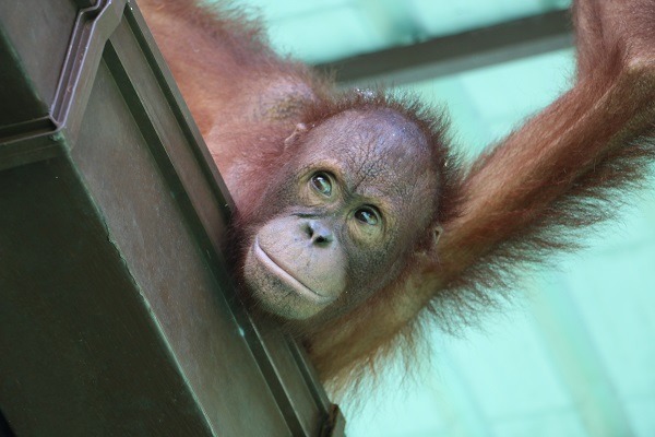 位於東馬沙巴州的西必洛人猿庇護所，成立於1964年，致力於讓紅毛猩猩孤兒回到野外。　黃慶榮/攝
