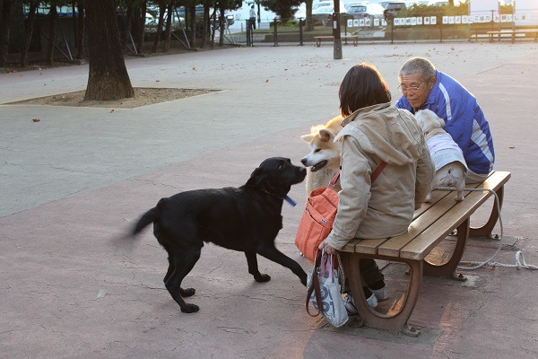 為了達到「人與動物和諧相處的社會」，東京都推動10年計畫，那台灣呢？繼續喊口號?　何宜/攝
