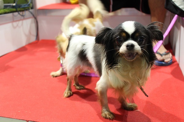 為了讓更多人願意養狗，日本業者也相當主動投入改善。  何宜/攝