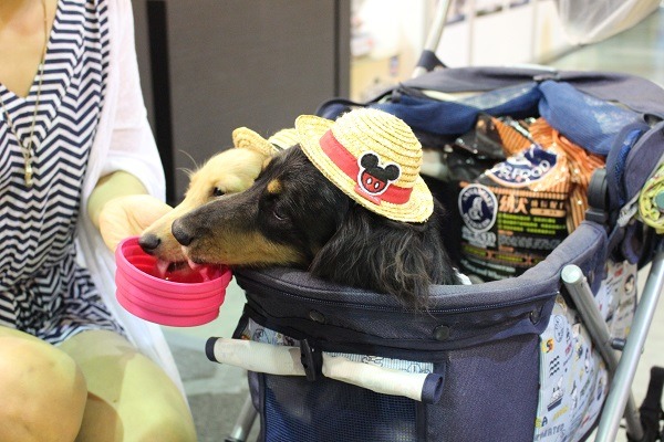 日本寵物產業發展快台灣10年，而日本目前面臨養狗數量逐年下滑的現象。  何宜/攝