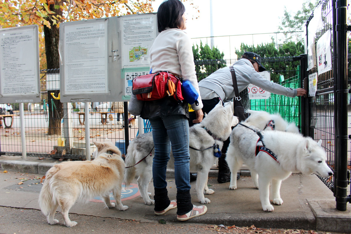 要進入公園前，需要輸入專屬密碼才能通行，照片中右手邊的飼主正在鍵入密碼。　何宜/攝