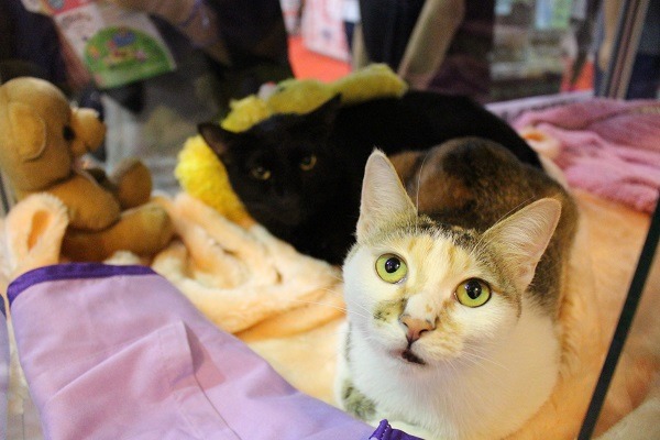 現場有可愛的貓狗讓民眾免費認養！快來看看可愛的牠們吧！  何宜/攝