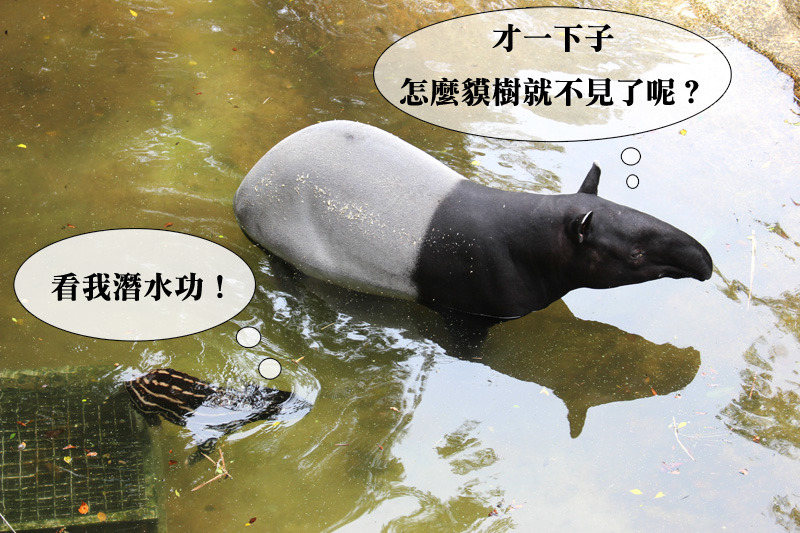 貘樹已經是游泳高手，一下子深潛到水底讓馬雅找不到。　何宜/攝