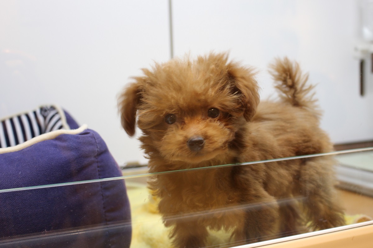 流浪動物的成因，是因為寵物繁殖業者嗎？　示意圖（何宜/攝）