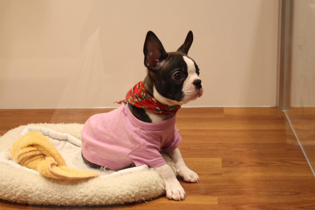 寵物業是動物的源頭之一，時常也被大眾指為造成流浪動物的問題上游，而農委會也擬草案改善。　示意圖（何宜/攝）