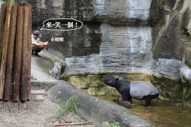 保育員身兼游泳教練及攝影師，緊盯馬來貘母子。　何宜/攝