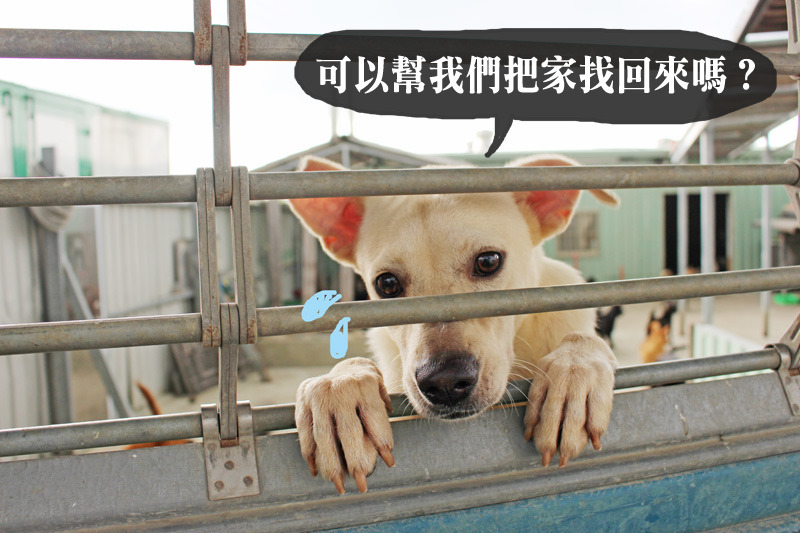 歡迎大家行有餘力捐出物資，也希望需要幫助的狗園、愛媽可以填寫表單！此為示意圖。　何宜/攝