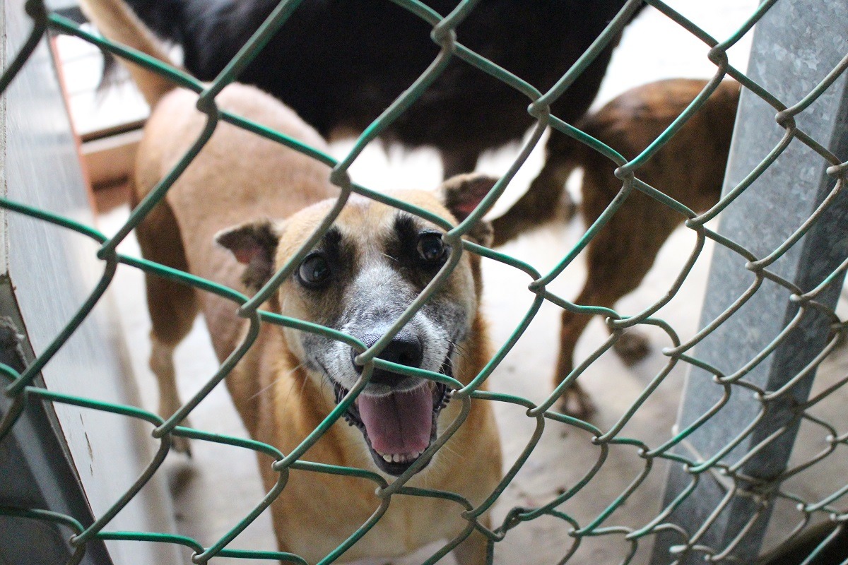颱風莫蘭蒂造成南部狗園重創，還沒來得及恢復，梅姬颱風又再度來襲，幸福轉運站志工隊發起物資募集，歡迎民眾響應！　示意圖，資料照（何宜/攝）