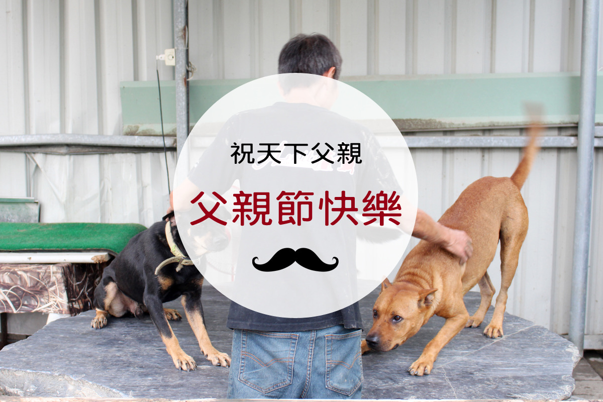 在父親節這天，讓我們代替貓貓狗狗們謝謝您們！　何宜/攝