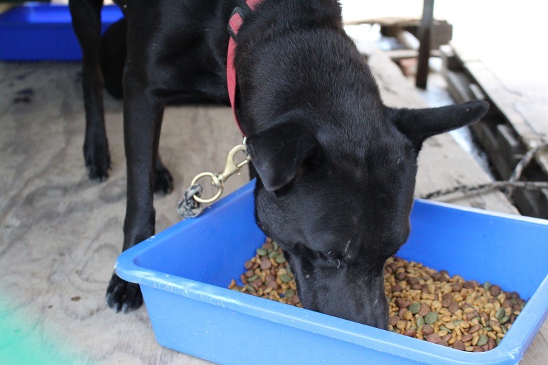 要讓狗狗吃的健康、主人放心，希望政府制訂法源後可以好好落實稽查部分。此為示意圖。　何宜/攝