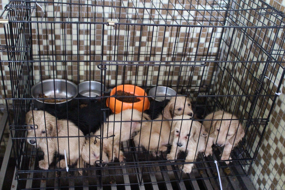 下半年有許多單位將送養各式品種犬，但除了覺得幼犬好可愛外，領養人應該先做好自我評估。　李娉婷/攝