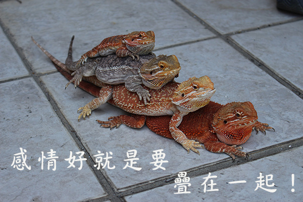 四隻母的鬆獅蜥疊在一起曬太陽。   何宜/攝