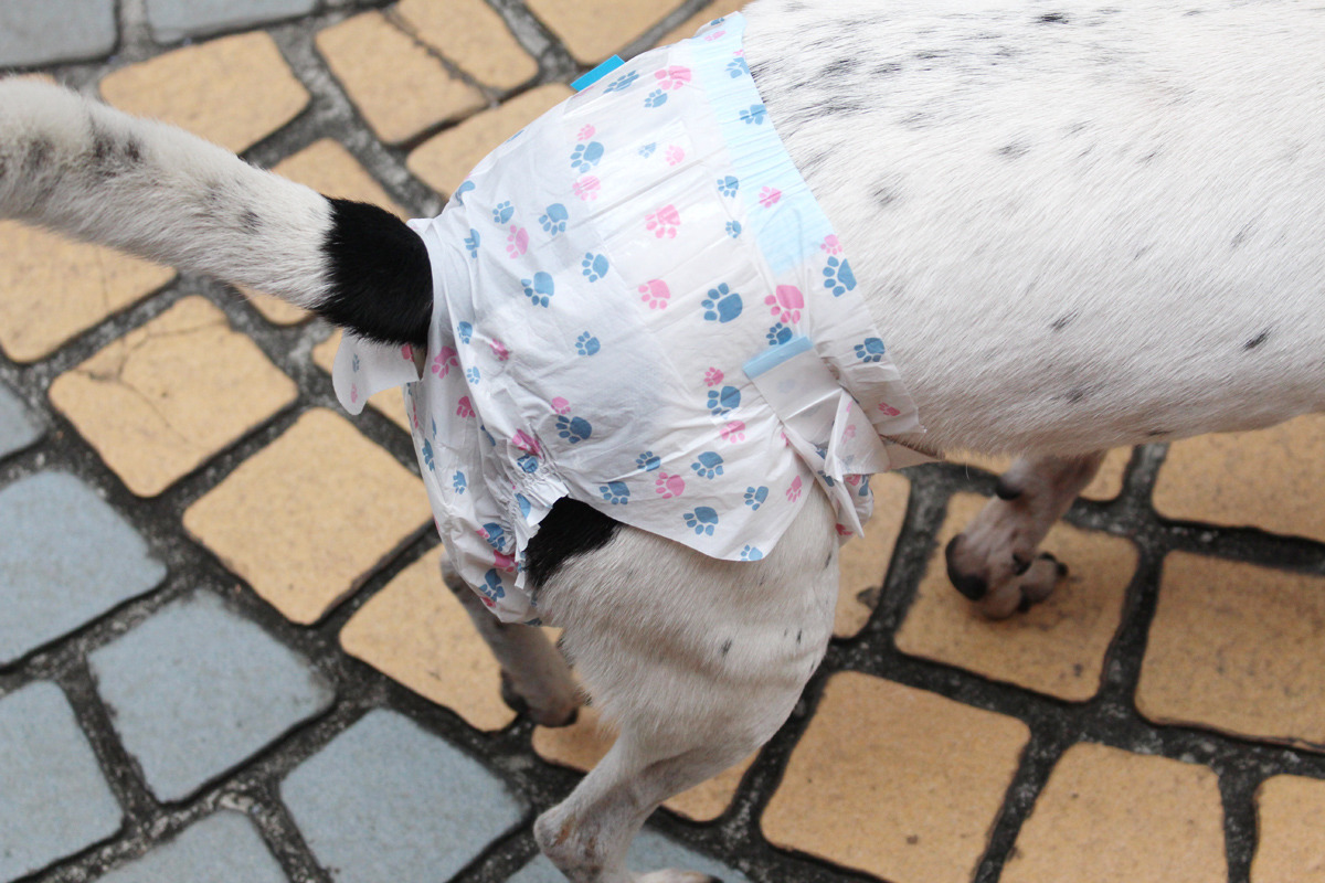 大型犬不一定會習慣包著尿布,可能容易回頭扯掉,這點對大型犬而言並不方便。 資料照(李娉婷/攝)