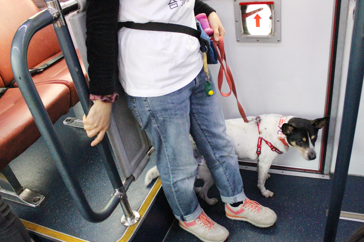台北市首創全國第一個寵物免裝籠就能和主人一同出遊的友善公車。 資料照(李娉婷/攝)